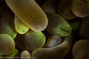 "Green Glow"
The color and detail contained by an anemon... by Dusty Norman 